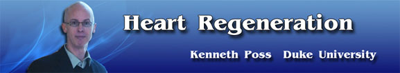 Heart Regeneration 